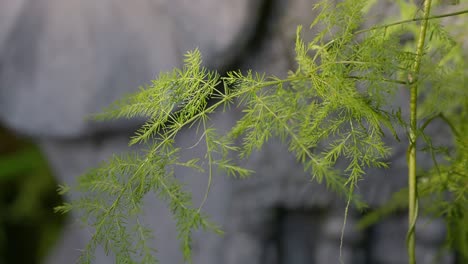 Close-up-macro-of-a-asparagus-fern