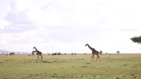 pair-of-giraffe-roaming-across-the-plains-on-safari-on-the-Masai-Mara-Reserve-in-Kenya-Africa