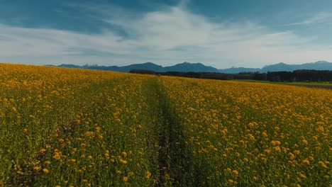 Yellow-flower-field-in-rural-Bavaria-near-Lake-Chiemsee-with-alps-mountains,-forest-and-nature