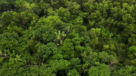 Low-aerial-flyover-green-treetops-in-dense-natural-rainforest,-climate-concept
