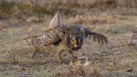 Male-Sharptail-Grouse-dances-on-prairie-grass-lek-on-spring-morning