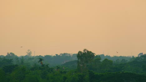 Pallas-Eagle-Birds-flying-over-tropical-forest-golden-hour-before-sunset