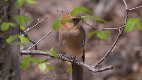 Adult-Mother-Eurasian-Jay-Bird-Feeds-Juvenile-Chick-Perched-on-a-Tree-Twig