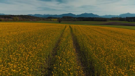 Yellow-flower-field