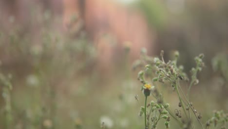 Nahaufnahme-Zarter-Wildblumen,-Weicher-Fokus-Auf-Unscharfem-Natürlichem-Hintergrund,-Heitere-Atmosphäre