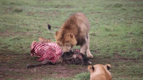 León-Caminando-Hacia-Su-Presa-En-Un-Safari-En-La-Reserva-Masai-Mara-En-Kenia,-África