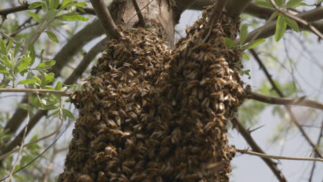 Aufgeregt-Fliegende-Bienen-Um-Einen-Baumstamm-Mit-Einem-Bienenschwarm-Im-Hintergrund