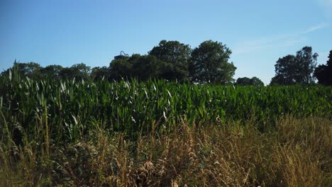 Corn-Crops-On-Agricultural-Field-In-Summer-In-Gotland,-Sweden