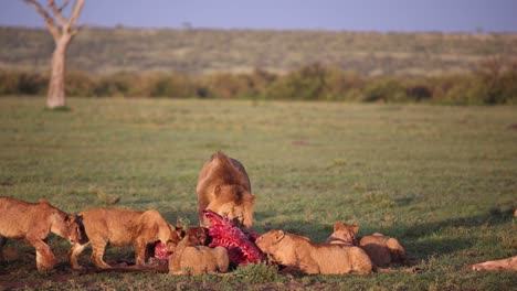 Löwenrudel,-Das-Auf-Einer-Safari-Im-Masai-Mara-Reservat-In-Kenia,-Afrika,-Ein-Frisch-Erlegtes-Gnu-Frisst