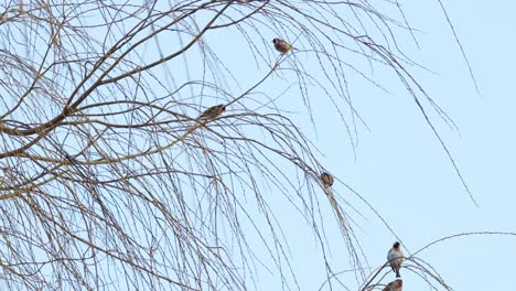 Schwarm-Kleiner-Vögel,-Gelbmeisen-Sitzen-In-Einer-Trauerweide-Vor-Blauem-Himmel