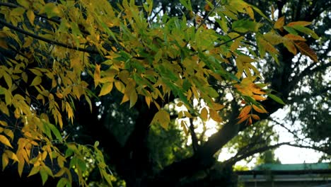 Magical-golden-color-of-leaves