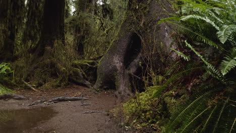 Ferns-And-Moss-Covered-Aged-Trees-In-Hoh-Rainforest-in-Washington,-Olympic-National-Park,-USA