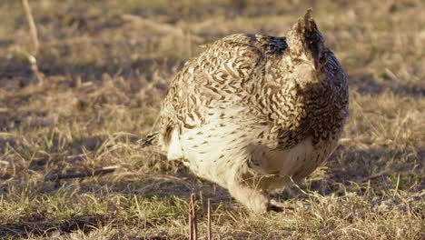 Itchy-Sharp-tailed-Grouse-scratches-head-with-foot-on-prairie-morning