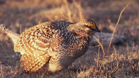 Dramatic-golden-hour-plumage-on-male-Sharp-tail-Grouse-on-prairie-lek