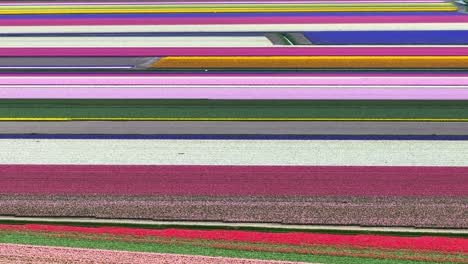 Amazing-aerial-view-of-multicolored-patterns-of-tulip-fields-in-Lisse,-Netherlands