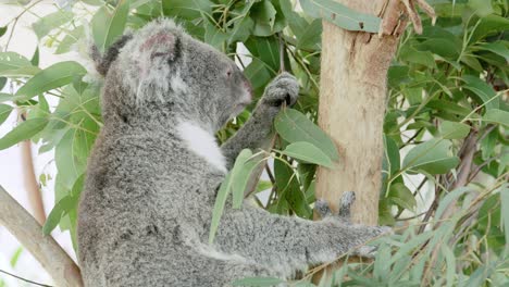 Un-Lindo-Koala-Esponjoso-En-El-Dosel-De-Eucalipto,-Comiendo-Hojas-Con-Gracia-Pero-Manteniendo-Un-Ojo-Sospechoso-En-Los-Alrededores