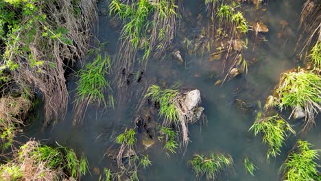 Luftaufnahme-Von-Oben-Auf-Den-Gänsesäger-Und-Die-Entenküken,-Die-In-Einem-Grasbewachsenen-Feuchtgebietsbach-Schwimmen