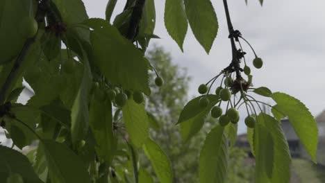 Close-Up-Cherry-Tree-Small-Cherries-And-Leaves-Moved-By-Wind-Cloudy-Day
