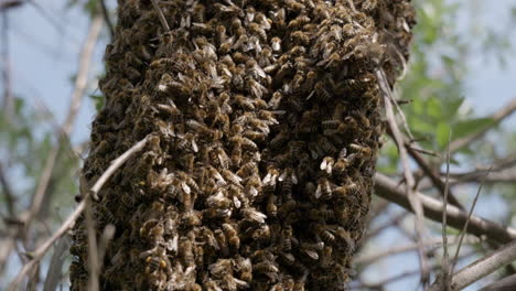 Close-up-of-a-bee-swarm-at-spring-sunny-day