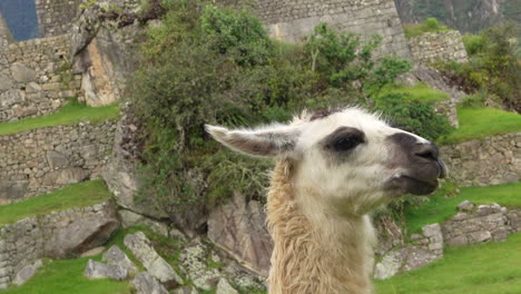 Dutch-angle-closeup-view-of-llama-chewing-in-front-of-rock-walls