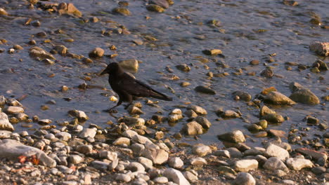 Raven-near-the-rocky-shoreline