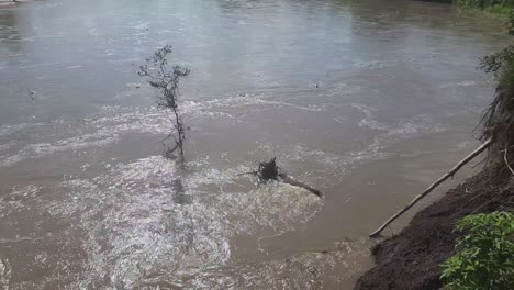 Este-Es-Un-Video-De-Un-Gran-Río-Que-Fluye-Rápidamente-Entre-Varios-árboles-Y-Se-Desborda,-Causando-Erosión.