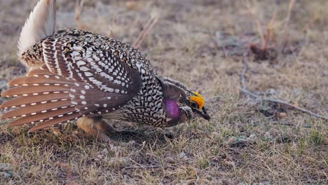 Male-Sharptail-Grouse-poses-with-yellow-combs-and-violet-neck-patch