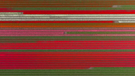 Luftaufnahme-Der-Farbenfrohen-Muster-Der-Tulpenfelder-In-Lisse,-Niederlande
