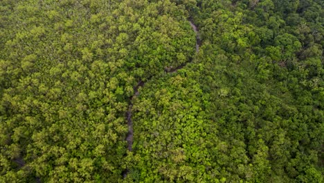 Small-river-meanders-through-dense-amazon-rainforest-jungle,-aerial-panorama