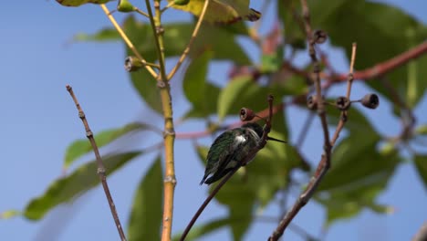 Anna's-Hummingbird-Perched-On-A-Manzanita-Tree-Branch