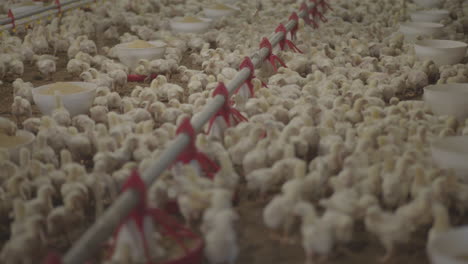 Modern-chicken-farm.-Employee-checking-the-chicks