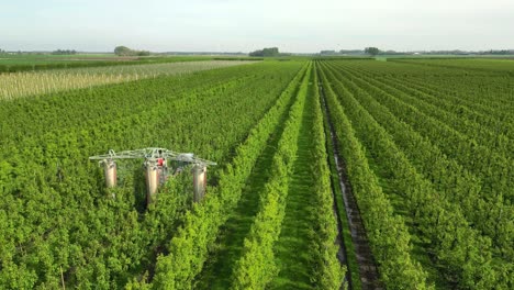 A-gardener-drives-his-tractor-through-his-pear-orchard-and-sprays-crop-protection-products-on-the-pears