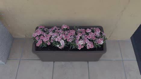 Schöne-Rosa-Und-Weiße-Blumen-In-Indoor-Pflanzgefäß-Neben-Gelber-Wand
