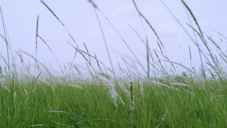 Retreating-slow-motion-shot-of-cogon-grass,-Imperata-cylindrica,-a-tropical-grass-that-is-found-in-grasslands,-meadows,-pastures,-and-swampy-habitats