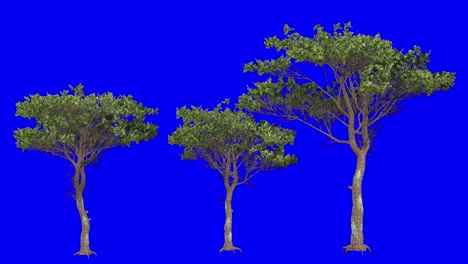 3D-italian-stone-pine-tree-cluster-with-wind-effect-on-blue-screen-3D-animation