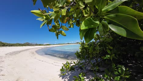 Green-mangrove-leaves-framing-a-serene-deserted-island-beach,-clear-skies