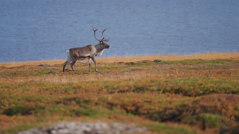 A-lone-reindeer-roams-autumn-tundra-on-the-shore-of-the-fjord