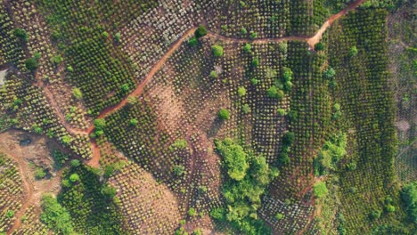Top-down-ascending-shot-of-a-Vietnamese-plantation-farm