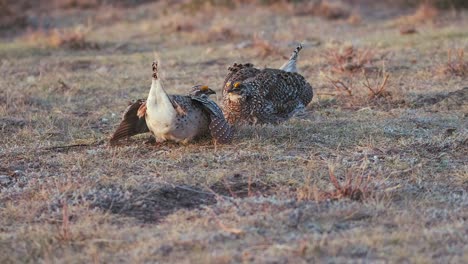 Male-Sharp-tailed-Grouse-stomp-feet-quickly-in-amusing-mating-dance