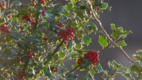 Bright-red-holly-berries-on-a-holly-bush