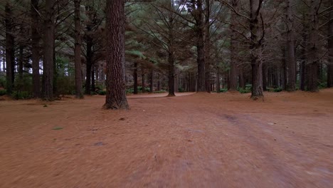 Fast-motion-low-angle-drone-shot-moving-through-dark-forest-with-tree-trunks-near-Strahan,-Tasmania,-Australia