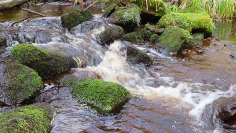 Waldlandschaft