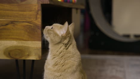 Orange-cat-crouches-down-raising-up-to-seated-position-on-carpet-in-home