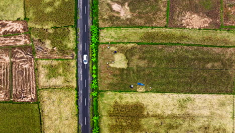 Workers-and-farmers-at-work-in-rice-fields-while-car-is-driving-along-asphalted-road,-Indonesia
