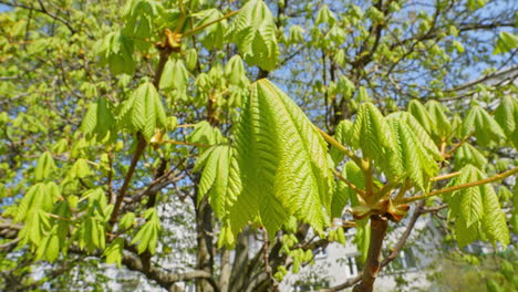 Green-leaves-of-chestnut-tree-in-early-spring-on-sunny-day,-close-up