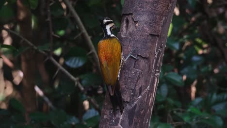 Pecking-on-the-hole-where-it-is-feeding-on-insects,-Common-Flameback-Dinopium-javanense,-Female,-Thailand