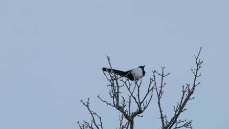 Un-Solo-Pájaro-Urraca,-Sentado-Solo-En-Una-Rama-En-Lo-Alto-De-Un-árbol