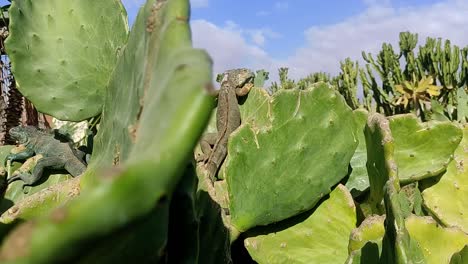 Bearded-dragon-exe-hides-and-basks-in-the-heat-on-a-large-green-cactus-in-Morocco-near-Baluem-Himmelle