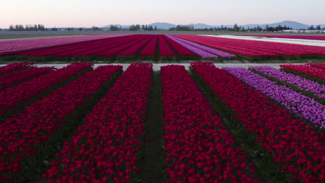 Aerial-flyover-colorful-Tulip-fields,-sunset-in-Skagit-Valley,-Washington,-USA