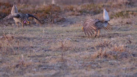 Dancing-male-Sharp-tailed-Grouse-on-prairie-lek-is-joined-by-another